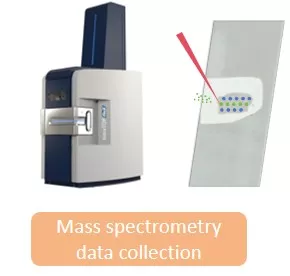 MALDI-Mass Spectrometry Imaging MALDI-Mass Spectrometry Imaging